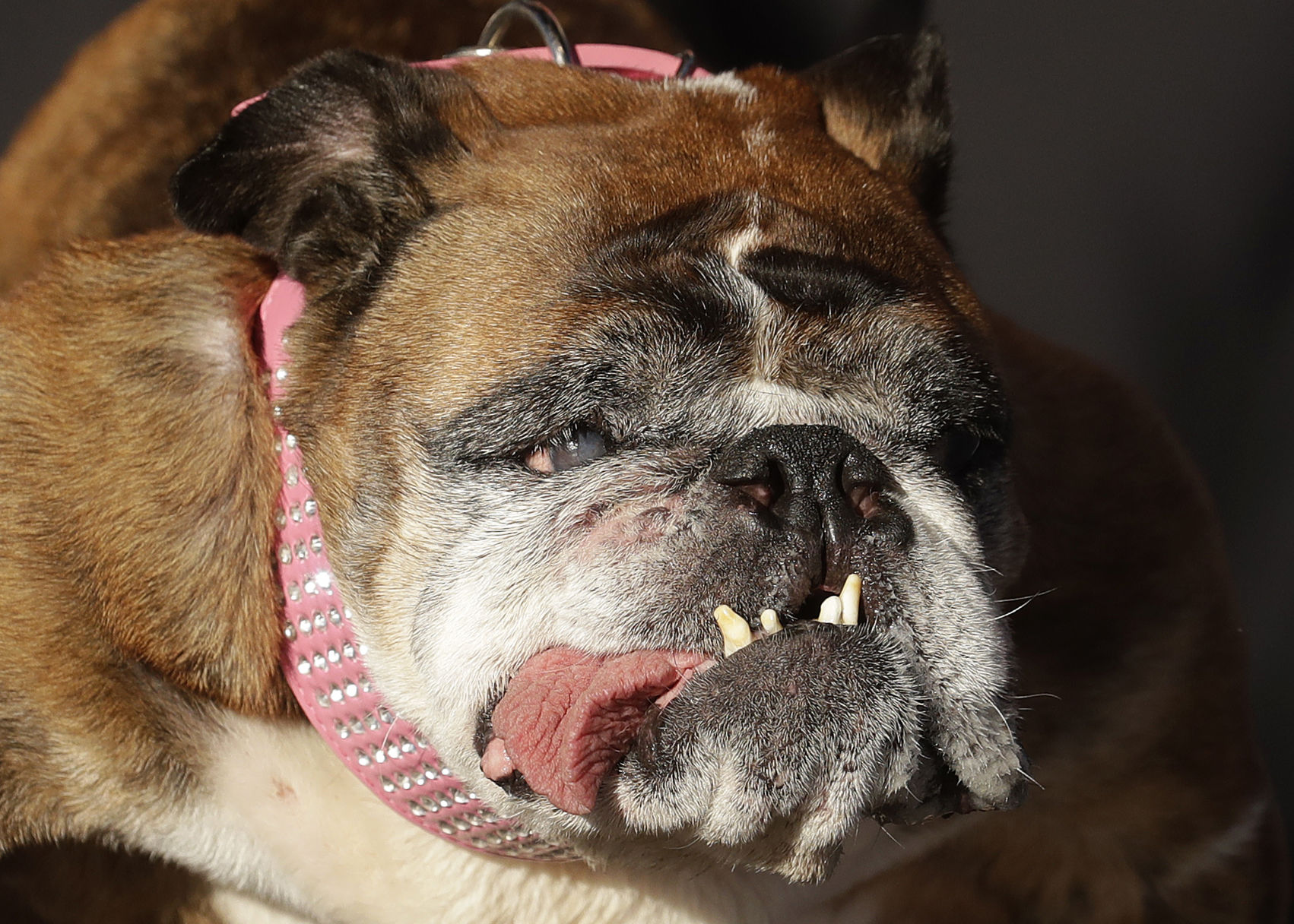 Zsa Zsa the English bulldog